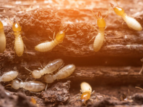Termite treatment for home
