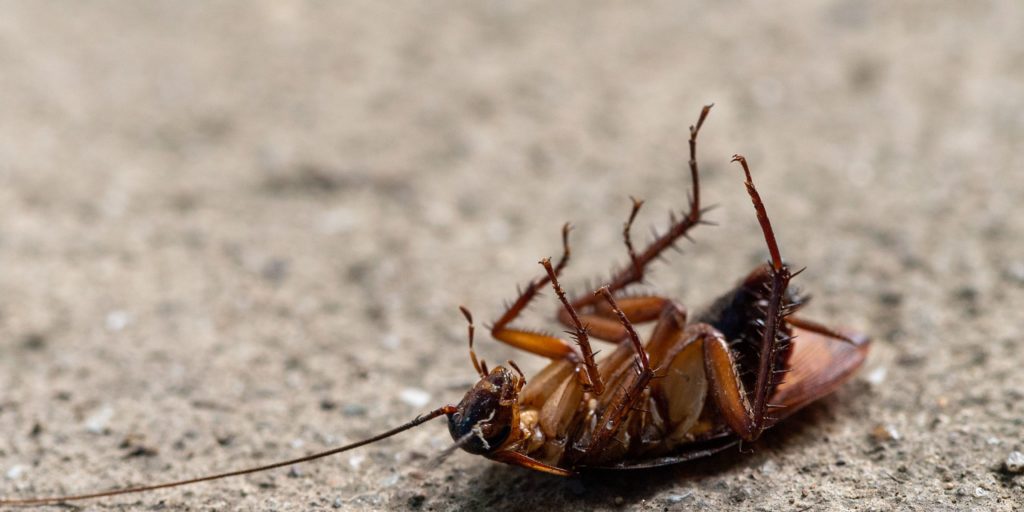 Steps To Get Rid Of Cockroaches In Your Home Pest Cure 