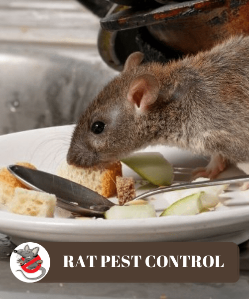 Rat Management