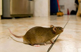 Rat Management