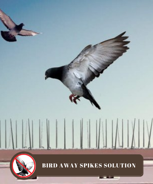 BIRD SPIKES SOLUTION