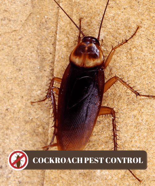 Cockroach Control Services In Delhi Pest Control Services In Delhi Ncr