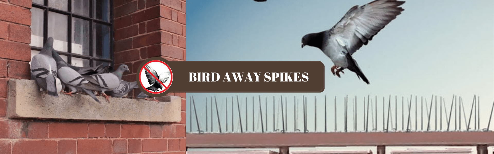 BIRD SPIKES SOLUTION