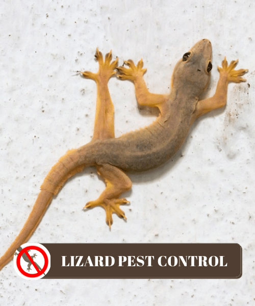 Lizard Control