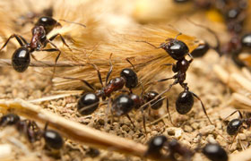 Ants Control