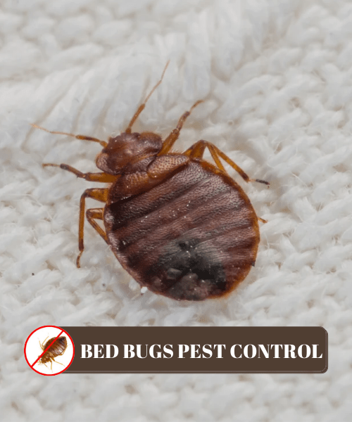 Bed Bugs Buster