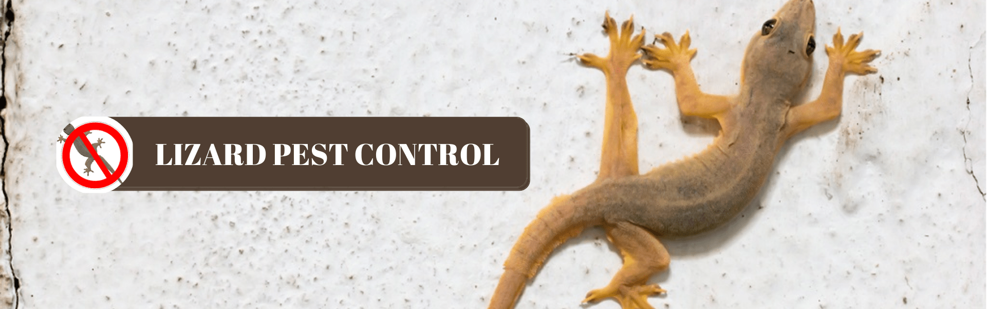 Lizard Control