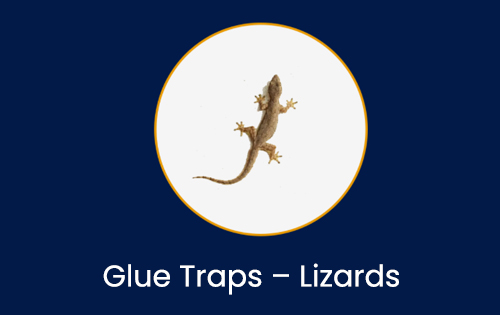 Glue Traps – Small & Medium Rodent